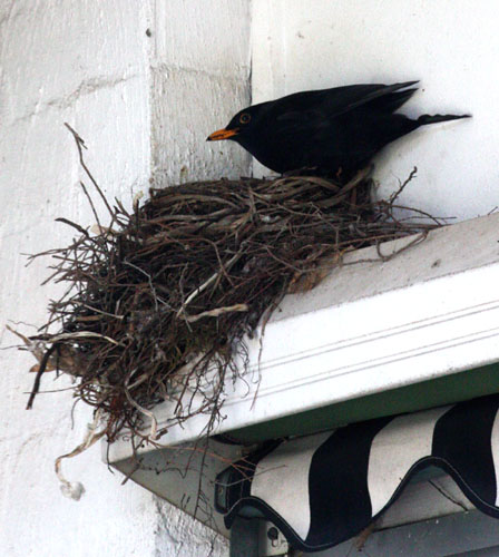 Father Blackbird