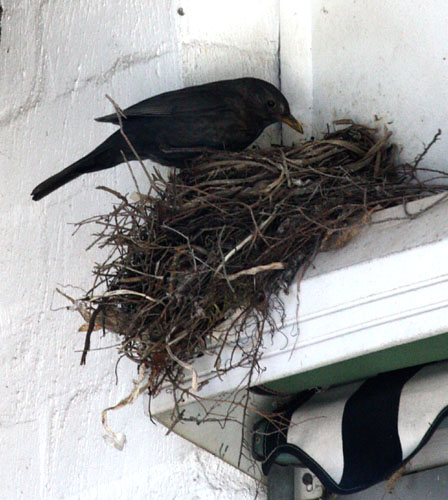 Mother Blackbird