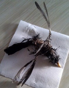 dead blackbird